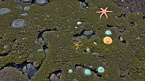 ai_generated 05/c1/05c1b17d2e4c42a6ba54f1e899c90689.png