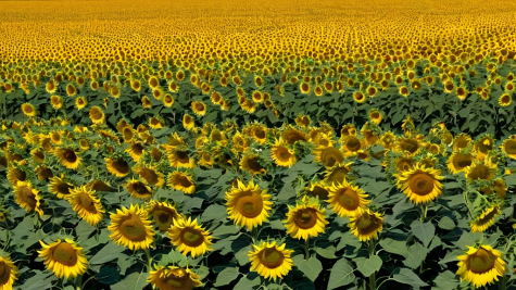 ai_generated 73/73/7373bf5ff947479ca219cb9429dd2be0.png
