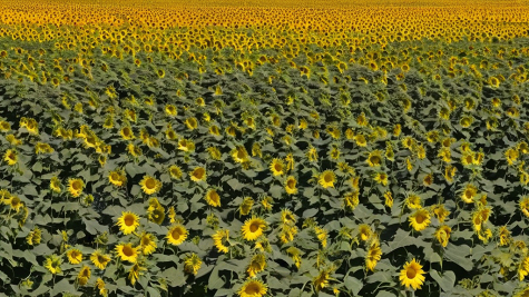 ai_generated f0/9d/f09d4224cb2643c9a8e77fa1d71ff5e4.png